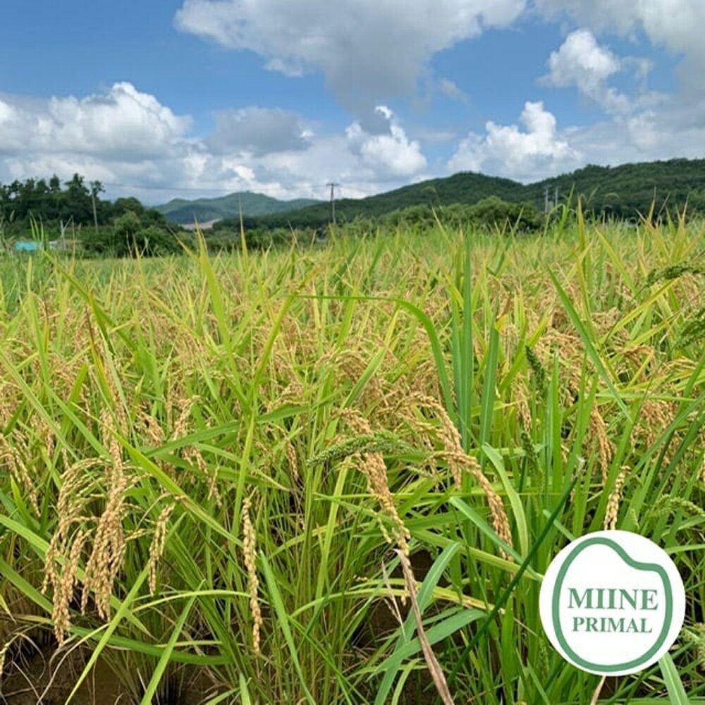 【ふるさと納税】【令和7年産】【選べる内容量！】 福島県産ミルキークイーン 5~10kg お米 おこめ コメ ご飯 ごはん 精米 令和7年産 本宮市 福島県産 送料無料 【07214-0302・0431】