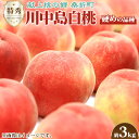 4位! 口コミ数「6件」評価「3.67」No.098 もも（川中島白桃）特秀　約3kg【返礼品発送期間：令和6年8月頃】 ／ フルーツ 果物 送料無料 福島県 特産品 期間限定の先･･･ 