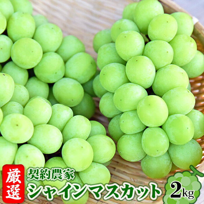 【ふるさと納税】No.204 【令和7年9月頃発送】厳選 契約農家 シャインマスカット 約2kg / 果物 フルーツ 厳選 ブドウ 送料無料 福島県 特産品
