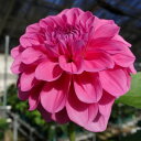 【ふるさと納税】川俣町産ダリア生花 エターニティシリーズセット 15〜20本【配送不可地域:離島・沖縄県】【1590811】