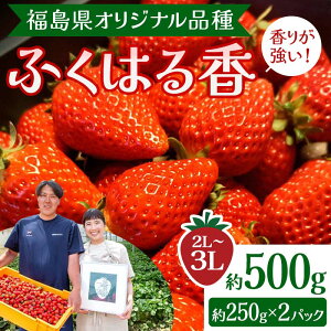 【ふるさと納税】【先行予約】香りが強い!福島県オリジナル品種「ふくはる香」 2L~3L 約500g(約250g×2パック) いちご イチゴ 苺 福島県 鏡石町 鏡石農遊園 F6Q-076
