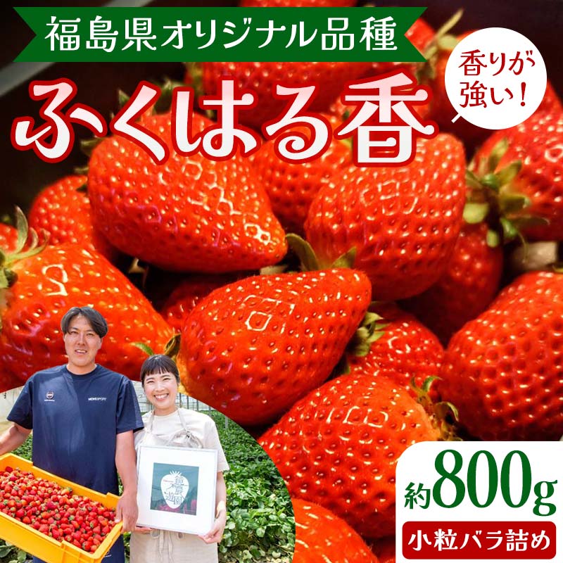 2位! 口コミ数「0件」評価「0」【先行予約】香りが強い！福島県オリジナル品種「ふくはる香」小粒 バラ詰め 約800g いちご イチゴ 苺 福島県 鏡石町 F6Q-078