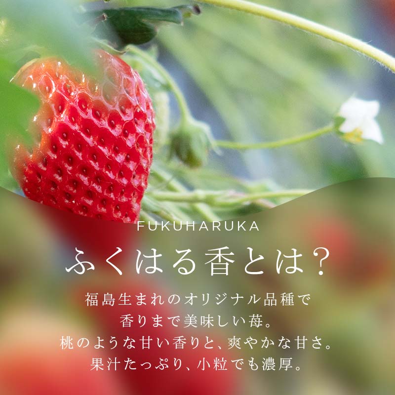 【ふるさと納税】【先行予約】香りが強い！福島県オリジナル品種「ふくはる香」小粒 バラ詰め 約1.5kg（約750g×2パック） いちご イチゴ 苺 福島県 鏡石町 鏡石農遊園 F6Q-079