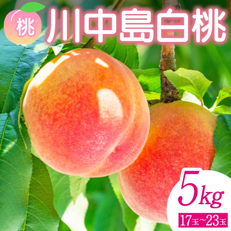 【ふるさと納税】＜先行予約＞ 福島県産 甘くてジューシー 桃 川中島 白桃 5kg（17玉～23玉） モモ フルーツ 果物 福島県 鏡石町 F6Q-143
