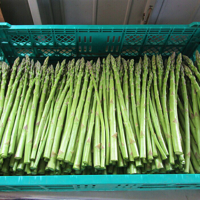 【ふるさと納税】夏芽 アスパラ M〜Lサイズ 2kg アスパラガス 野菜 やさい ≪天栄村産≫ 朝獲り 新鮮 F21T-071