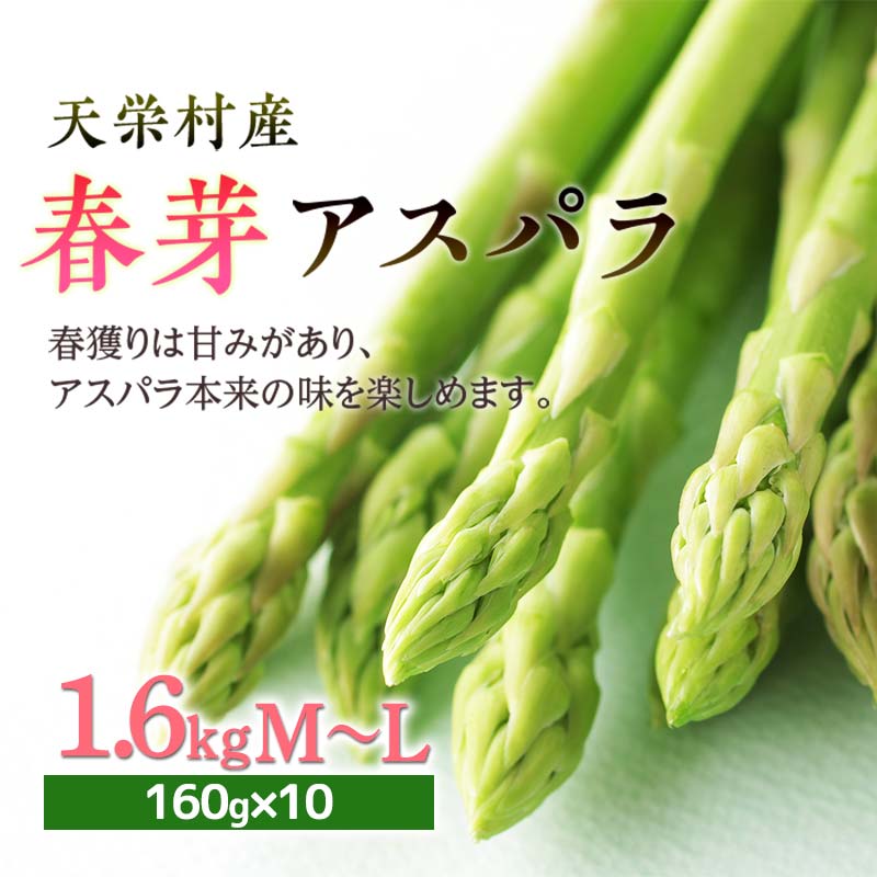【ふるさと納税】【先行予約】 春芽 アスパラ M〜Lサイズ 1.6kg アスパラガス 野菜 やさい ≪天栄村産≫ 朝獲り 新鮮 F21T-070のサムネイル