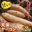 【ふるさと納税】甘い!特別栽培で作った天栄ヤーコン 約2kg 生芋 レシピ様々 芋 イモ 根菜 福島県 天栄村 F21T-114