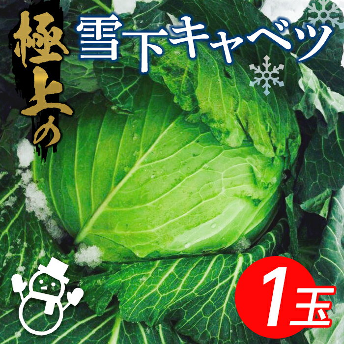 【ふるさと納税】《先行予約》＜令和5年2月中旬から発送予定＞ 極上の雪下キャベツ (1玉) 雪下キャベツ きゃべつ キャベツ 1玉 雪下 生野菜 やさい 野菜 国産 サラダ 千切り 炒め物 先行予約 予約 食品 F4D-0004のサムネイル