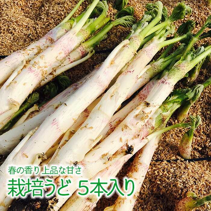 【ふるさと納税】 山の春の香り 栽培うど 5本入り 春の味覚 山菜 福島県 西会津 F4D-0074のサムネイル