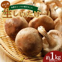 【ふるさと納税】きのこ屋の肉厚なところを選んだ生しいたけ 約1kg(約200g×5パック) 生しいたけ 椎茸 シイタケ しいたけ 会津産 生 きのこ 食品 F4D-0702