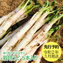 【ふるさと納税】【先行予約】西会津 春の味覚 栽培うど 5本...