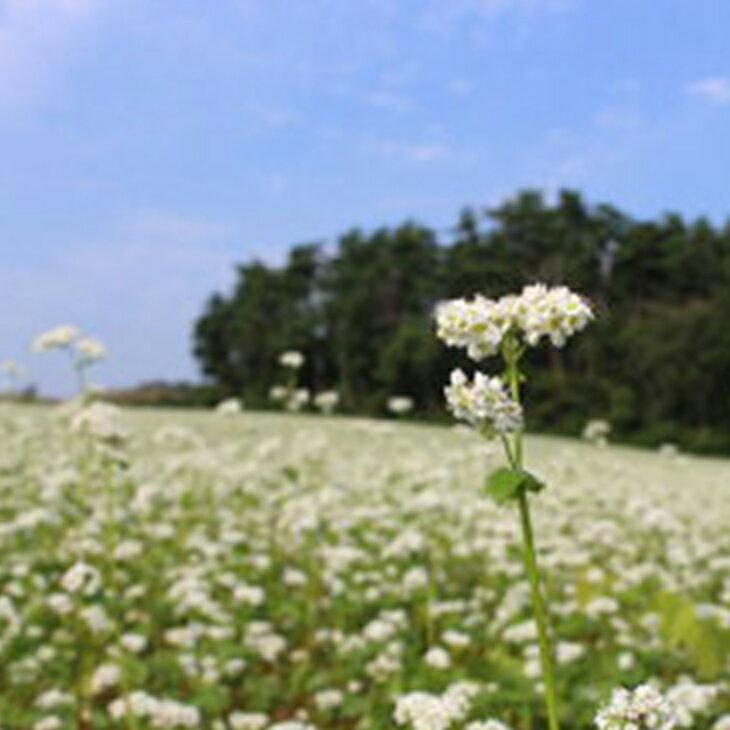 【ふるさと納税】有機JAS認証の玄蕎麦使用「会津のかおり」蕎麦粉1.6Kg（蕎麦打ち用の石臼挽き製粉） 2