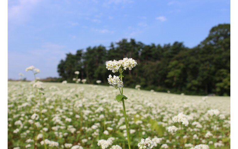 【ふるさと納税】有機JAS認証の玄蕎麦使用「会津のかおり」蕎麦粉800g（蕎麦ガレット用の製粉） 3