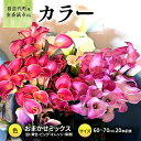 【ふるさと納税】【2025年先行予約】【数量限定】花 カラー ( 生花 ) 60〜70cm おまかせミックス 20本前後 生産者:安斎誠市 猪苗代産 プレゼント...