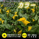 【ふるさと納税】【2025年先行予約】【数量限定】花 カラー ( 生花 ) 30〜40cm おまかせミックス 20本前後 生産者:安斎誠市 猪苗代産 プレゼント...