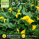 【ふるさと納税】【2025年先行予約】【数量限定】花 カラー(生花)30〜40cm おまかせミックス 20本前後 生産者:安達壽人 猪苗代産 プレゼント 贈り物...