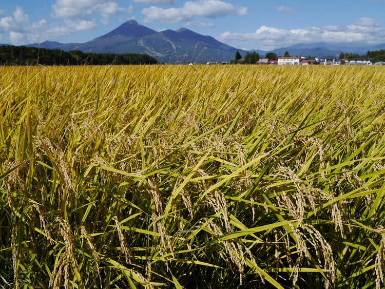 【福島県猪苗代町】　【ふるさと納税】＼レビュー投稿でお米プレゼント／猪苗代町ブランド米 いなわしろ天のつぶ( 精米 ) 20kg お米 白米 福島 大粒 寿司 和食　お届け：2024年12月1日〜2025年10月中旬頃まで