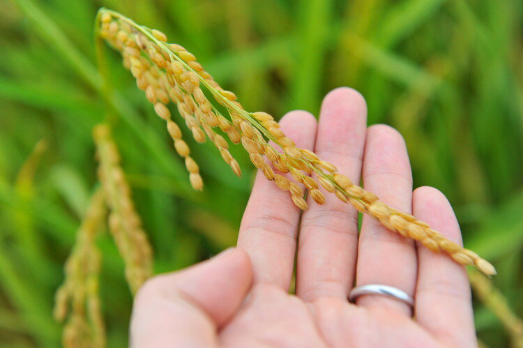 【ふるさと納税】【令和7年度産】 つちや農園 猪苗代町産 特別栽培米ひとめぼれ 10kg（精米）| お米 米 ひとめぼれ