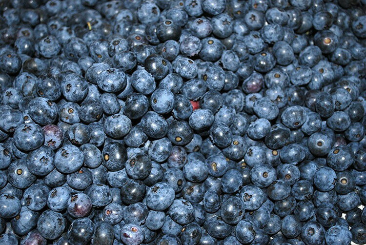 【ふるさと納税】【2026年先行予約】【数量限定】ブルーベリー狩りと手作りジャム＆ピザ焼き体験ファミリープラン（4名様分）