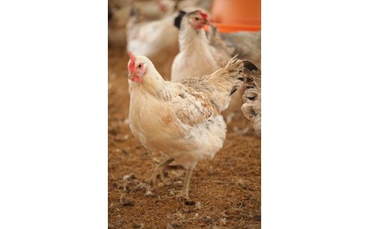 【ふるさと納税】33-C　会津地鶏の卵30個、会津地鶏のくん製玉子8個セット※沖縄・離島への発送不可※2023年11月頃より順次発送予定