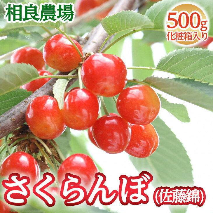 16-P　相良農場　さくらんぼ（佐藤錦）500g 化粧箱入り ｜福島県産 サクランボ　※2024年6月中旬～6月下旬頃発送予定