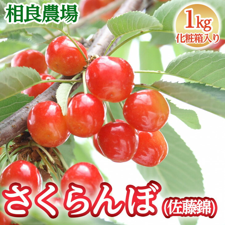 16-Q　相良農場　さくらんぼ（佐藤錦）1kg 化粧箱入り ｜福島県産 サクランボ　※2024年6月中旬～6月下旬頃発送予定