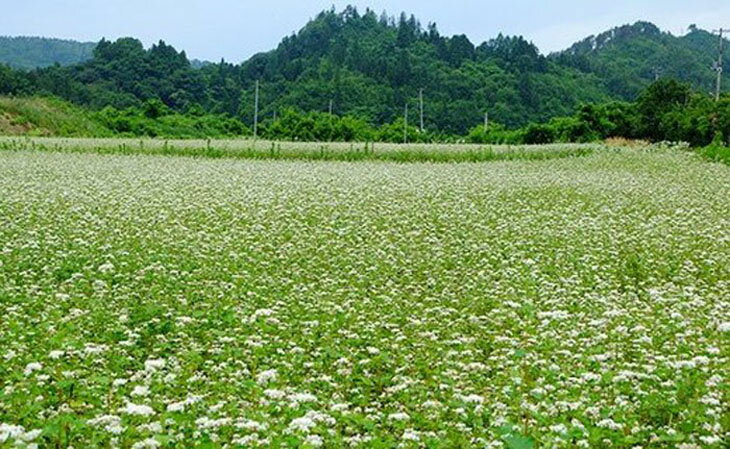 【ふるさと納税】 更科そば 1500g 約7～8人前 ｜ 加藤そば道場 手打ち 生そば そば 蕎麦 麺類 加藤そば道場 究極の手打ち生そば ※東北・関東のみ 19-A