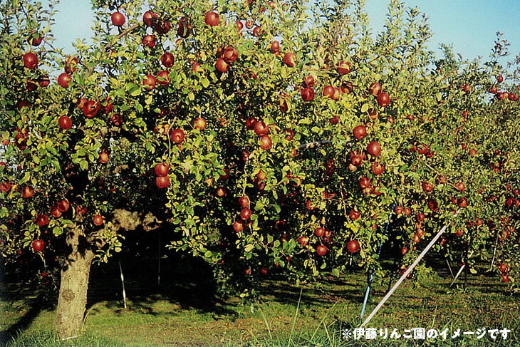 【ふるさと納税】50-F 伊藤りんご園 サンふじ 5kg｜りんご リンゴ 林檎 果物 くだもの フルーツ 福島県 会津坂下町 ※2025年11月上旬頃より順次発送予定