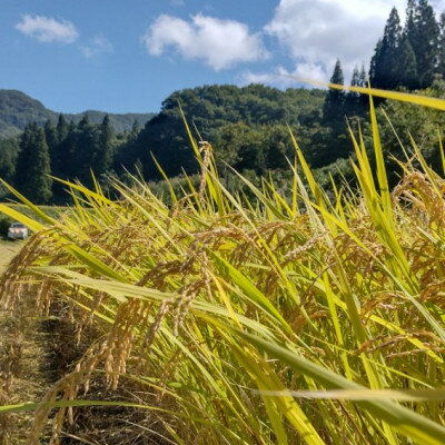 【ふるさと納税】【令和4年産】福島県柳津産コシヒカリ(5kg)【1372419】