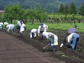 【ふるさと納税】無添加えごま油（町内東尾岐地区産） ※2024年12月上旬頃から順次発送予定