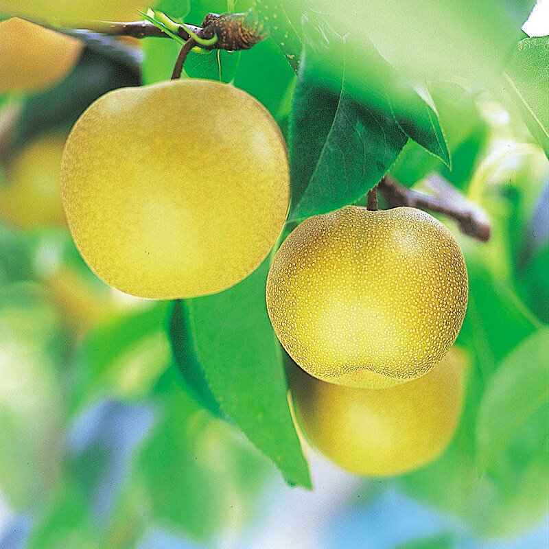 町内の農家が丹精込めて栽培した和梨（幸水）です。 恵まれた気候風土で甘味が強く、ミネラルを多く含んでおり、さっぱりとしたみずみずしさが特徴です。 酸味が少ないシャリシャリとした食感をご賞味ください。 【注意事項】 ※発送時期は8月下旬〜9月中旬頃の見込みですが、天候や生育状況等により変動します（一番おいしい時期に発送いたします）。 ※受取日時のご指定はお受けできかねますのでご了承ください。 ※生もの（農産物）のため初期不良のみのご対応となります。到着時に必ず状態の確認をお願いします。 ※消費期限が短いため、発送後はスムーズな受け取りをお願いします。 ※着日指定不可 名称 和梨（幸水） 内容量 5kg（14〜16玉程度） 賞味期限 農産物ですので、お届け後は新鮮なうちにお召し上がりください 保存方法 直射日光を避け、涼しい場所で保存してください 申込期間 〜2024年7月31日 発送時期 2024年8月下旬〜9月中旬頃 提供元 会津よつば農業協同組合 ・ふるさと納税よくある質問はこちら ・寄附申込みのキャンセル、返礼品の変更・返品はできません。あらかじめご了承ください。 [ふるさと納税 フルーツ][ふるさと納税 果物] [ふるさと納税 フルーツ 福島][ふるさと納税 果物 福島][ふるさと納税 フルーツ 会津][ふるさと納税 果物 会津] [ふるさと納税 梨][ふるさと納税 和梨][ふるさと納税 ナシ][ふるさと納税 なし][ふるさと納税 幸水] [ふるさと納税 梨 5kg][ふるさと納税 和梨 5kg][ふるさと納税 ナシ 5kg][ふるさと納税 なし 5kg][ふるさと納税 幸水 5kg] [ふるさと納税 フルーツ 梨][ふるさと納税 フルーツ 和梨][ふるさと納税 フルーツ ナシ][ふるさと納税 フルーツ なし][ふるさと納税 フルーツ 幸水] [ふるさと納税 梨 果物][ふるさと納税 和梨 果物][ふるさと納税 ナシ 果物][ふるさと納税 なし 果物][ふるさと納税 幸水 果物] [ふるさと納税 梨 福島][ふるさと納税 和梨 福島][ふるさと納税 ナシ 福島][ふるさと納税 なし 福島][ふるさと納税 幸水 福島] [ふるさと納税 梨 会津][ふるさと納税 和梨 会津][ふるさと納税 ナシ 会津][ふるさと納税 なし 会津][ふるさと納税 幸水 会津] [ふるさと納税 梨 幸水][ふるさと納税 和梨 幸水][ふるさと納税 ナシ 幸水][ふるさと納税 なし 幸水]会津美里産　和梨（幸水）5kg