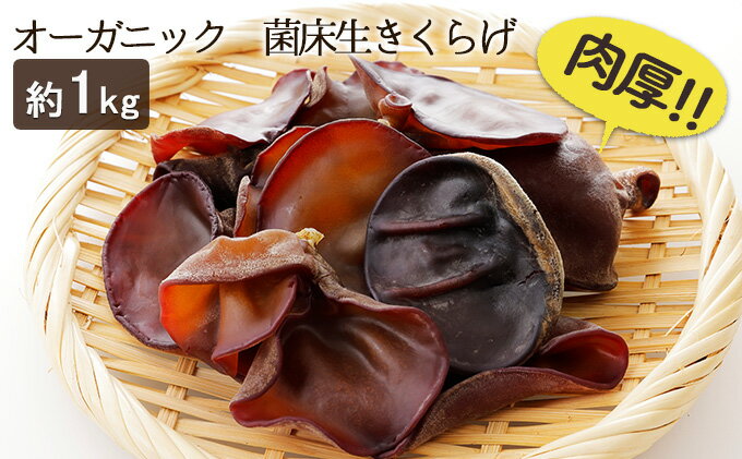 【ふるさと納税】オーガニック 菌床生きくらげ 約1kg　【 しいたけ きのこ 野菜 国産 GAP認証 有機JAS認定 食物繊維 ビタミン ミネラル 】