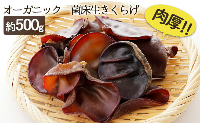 【ふるさと納税】オーガニック 菌床生きくらげ 約500g　【 きくらげ きのこ 野菜 国産 GAP認証 有機JAS認定 食物繊維 ビタミン ミネラル 】