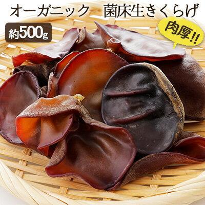 【ふるさと納税】オーガニック 菌床生きくらげ 約500g　【 きくらげ きのこ 野菜 国産 GAP認証 有機JA...