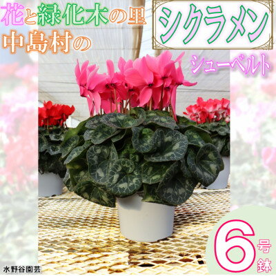 産業用大型機器人気ランク19位　口コミ数「0件」評価「0」「【ふるさと納税】【先行予約】水野谷さんちのシクラメン6号鉢(シューベルト)【配送不可地域：離島・沖縄県】【1494352】」