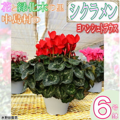 産業用大型機器人気ランク8位　口コミ数「0件」評価「0」「【ふるさと納税】【先行予約】水野谷さんちのシクラメン6号鉢(ヨハンシュトラウス)【配送不可地域：離島・沖縄県】【1494354】」