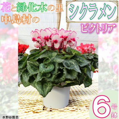 産業用大型機器人気ランク51位　口コミ数「0件」評価「0」「【ふるさと納税】【先行予約】水野谷さんちのシクラメン6号鉢(ビクトリア)【配送不可地域：離島・沖縄県】【1494356】」