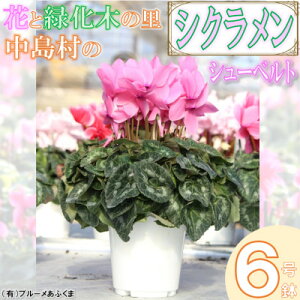 【ふるさと納税】【先行予約】シクラメン6号鉢(シューベルト) ブルーメあぶくま【配送不可地域:離島・沖縄県】【1494360】