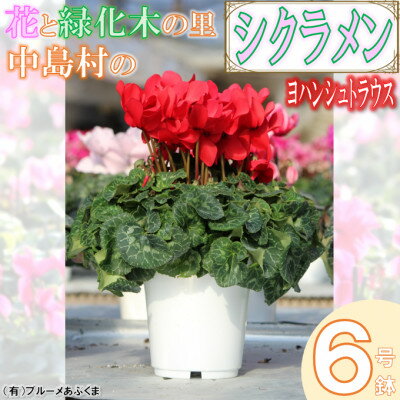 産業用大型機器人気ランク7位　口コミ数「0件」評価「0」「【ふるさと納税】【先行予約】小室さんちのシクラメン6号鉢(ヨハンシュトラウス)【配送不可地域：離島・沖縄県】【1494361】」