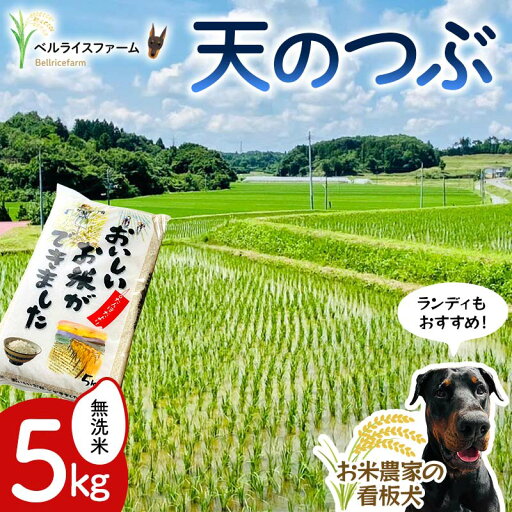 【ふるさと納税】 〈先行予約〉令和7年産 農家直送 ベルライスファームの天のつぶ 無洗米5kg F6U-128 【ふるさと納税】 〈先行予約〉令和7年産 農家直送 ベルライスファームの天のつぶ 無洗米5kg F6U-128