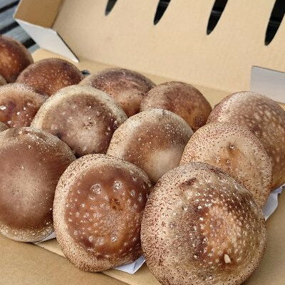 ڤդ뤵Ǽǡۤ᤬ɥ꡼भΤ ܤ(800g)Բϰ衧Υۡ1684145