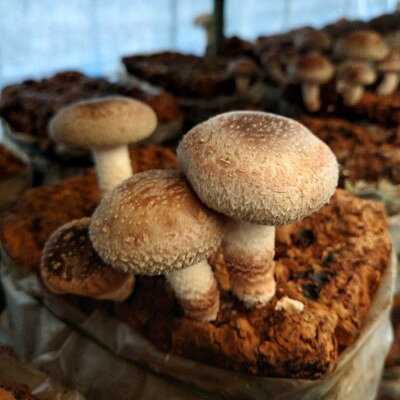 【ふるさと納税】さめがわドリームきのこ園 肉厚ジャンボしいたけ(800g)【配送不可地域：離島】【1684145】