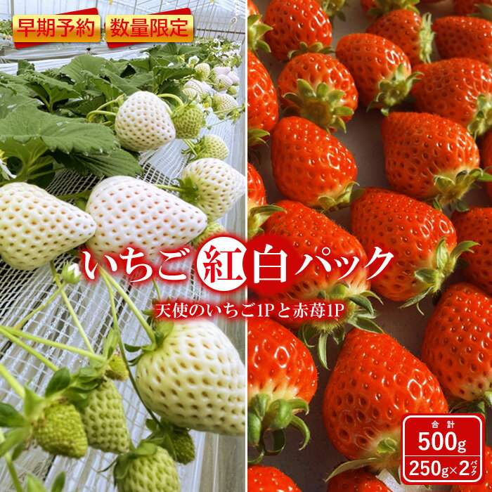 【ふるさと納税】いちご 朝摘み 2種 500g 食べ比べ セット 250g × 2パック 白いちご 春いちご 紅ほっぺ 天使のいちご おいCベリー ゆうやけベリー かおり野 すず はるひ よつぼし ふるさと納税 福島県 石川 石川町 イチゴ【10006】