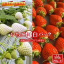 【ふるさと納税】いちご 朝摘み 2種 500g 食べ比べ セット 250g × 2パック 白いちご  ...