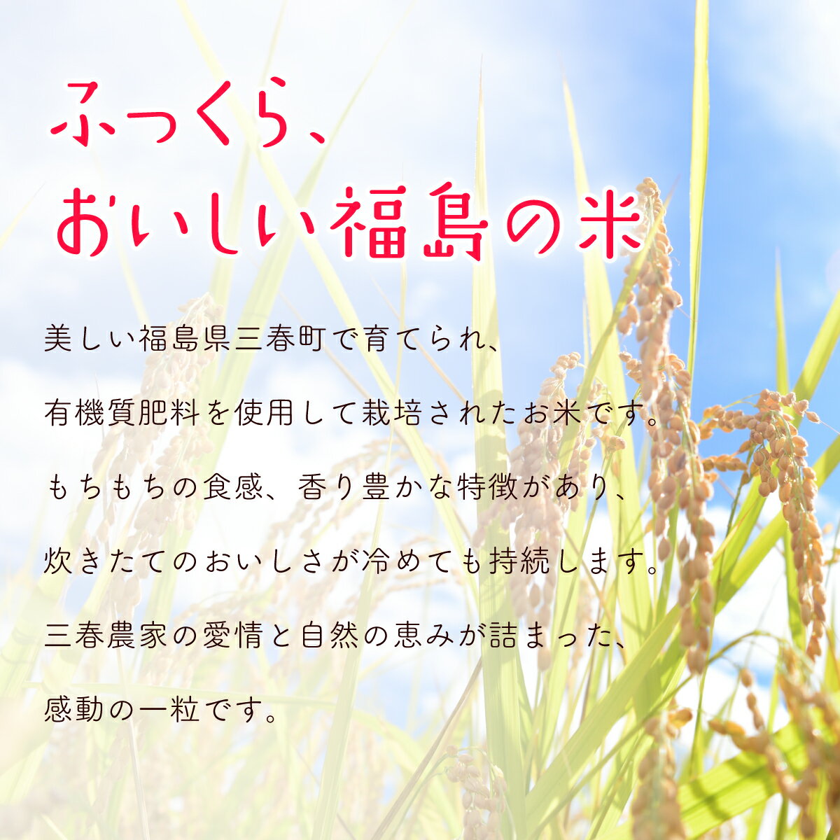 【ふるさと納税】【5ヶ月定期便】福島コシヒカリ10kg 米 ごはん 三春町 横山傳七商店　【07521-0082】