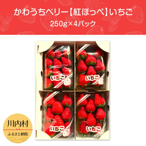 【ふるさと納税】かわうちベリー【紅ほっぺ】いちご 250g×4パック 【ふるさと納税】かわうちベリー【紅ほっぺ】いちご 250g×4パック