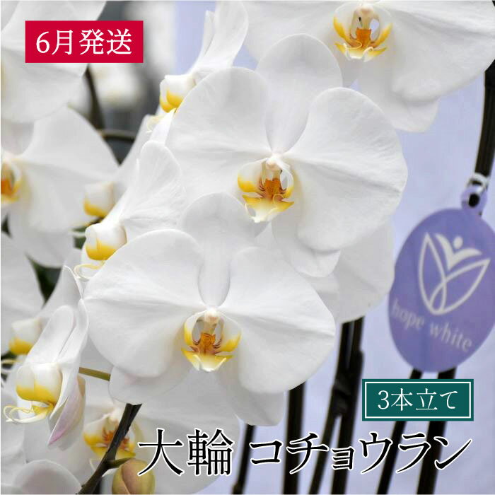 【ふるさと納税】大輪コチョウラン3本立て2022年6月発送分産地直送ギフト、お祝い、お供えなど冠婚葬祭に最適送料無料