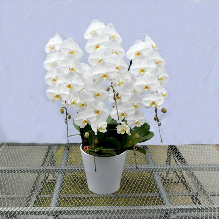 福島県葛尾村の画像3