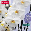 【ふるさと納税】大輪コチョウラン5本立て 2020年5月発送...