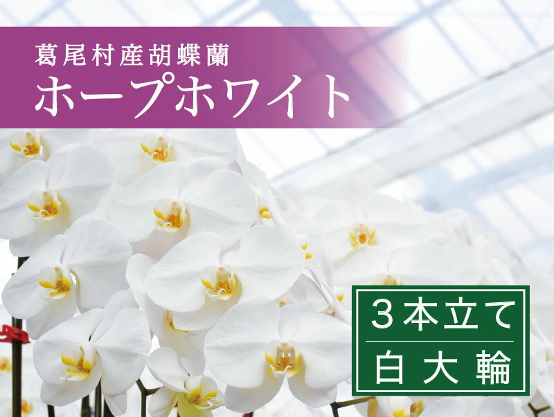 【ふるさと納税】大輪コチョウラン3本立て　2024年10月発送分　産地直送　ギフト、お祝い、お供えなど冠婚葬祭に最適　送料無料